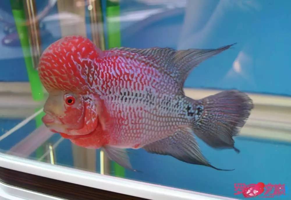 罗汉鱼烧尾用什么药好,罗汉鱼烧尾恢复过程