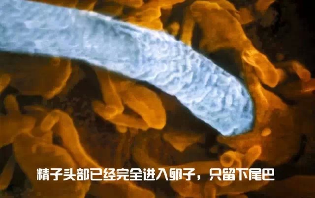 造人计划之前必须要做的几件事,造人是个很辛苦的事情