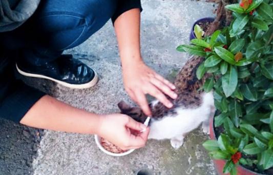 这只猫咪用除虫滴剂后引发神经中毒，不断颤抖差点死掉画面好心疼