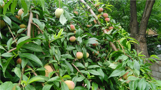 孕妇摘果子迷信说法,怀孕可以摘树上的果子