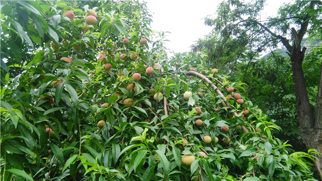 孕妇摘果子迷信说法,怀孕可以摘树上的果子