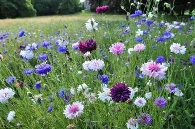 常见草本植物图片大全,十种罕见又美丽的植物图片