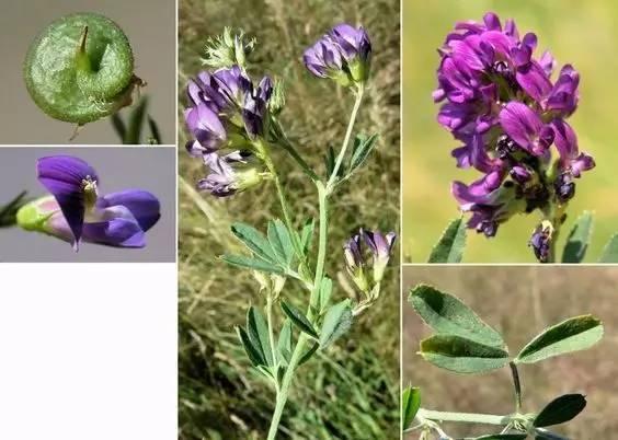 常见草本植物图片大全,十种罕见又美丽的植物图片