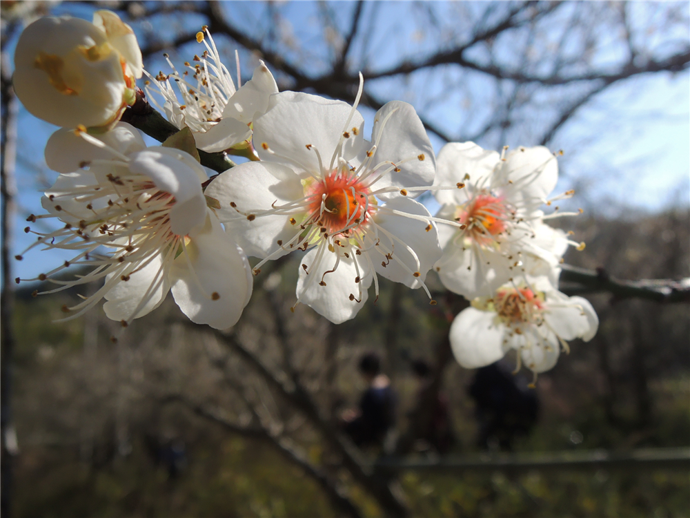 日本有樱花中国有什么花,日本有樱花还有什么花