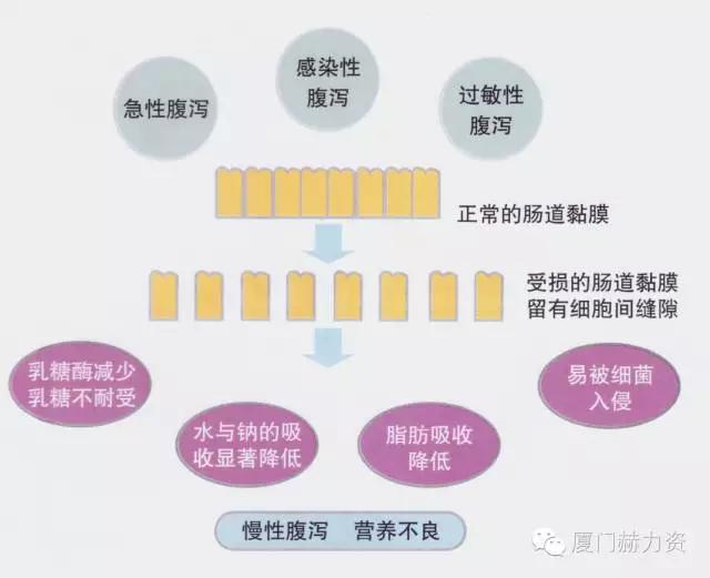 是什么原因导致肠道黏膜受损,宝宝拉肚子肠黏膜受损怎么办