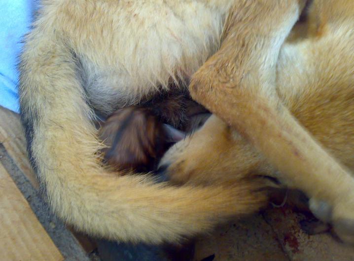 母狗生小狗里面有死胎怎么办,母狗生孩子为什么会吃掉幼崽