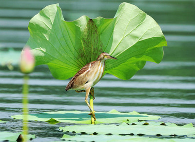 中暑常见的四种表现,中暑的七大症状