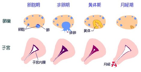 排卵预测最好的方法,预测排卵时间要抽血吗