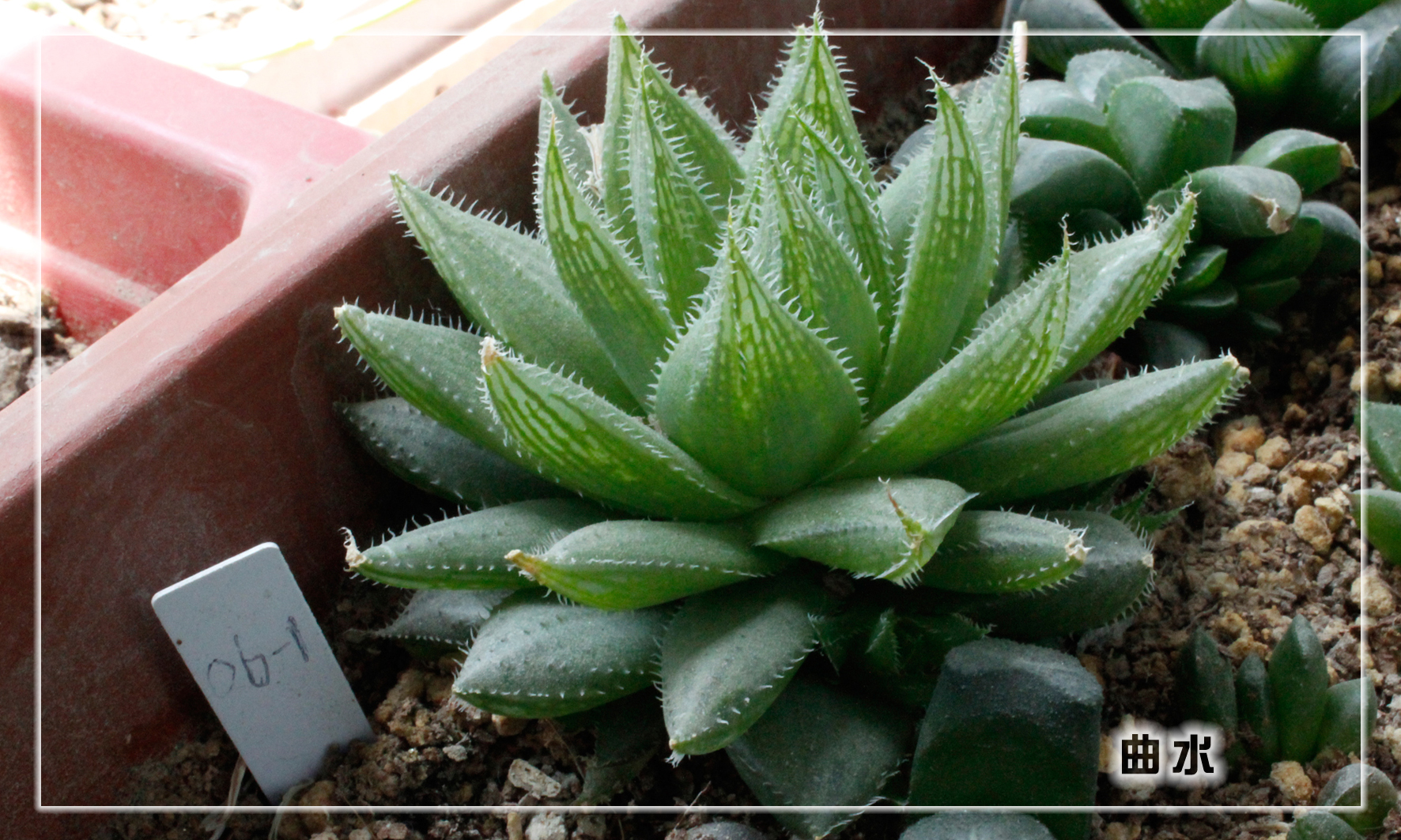 怎样养多肉植物才能长得好,如何才能养好多肉植物