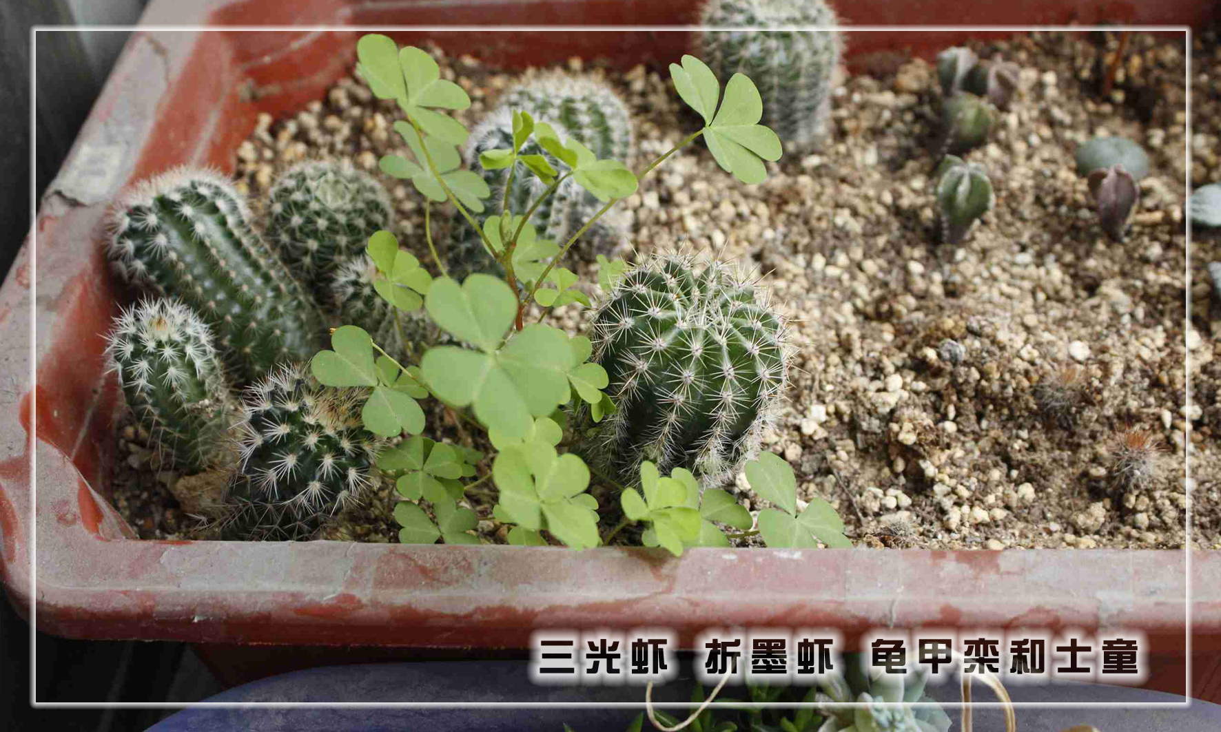怎样养多肉植物才能长得好,如何才能养好多肉植物