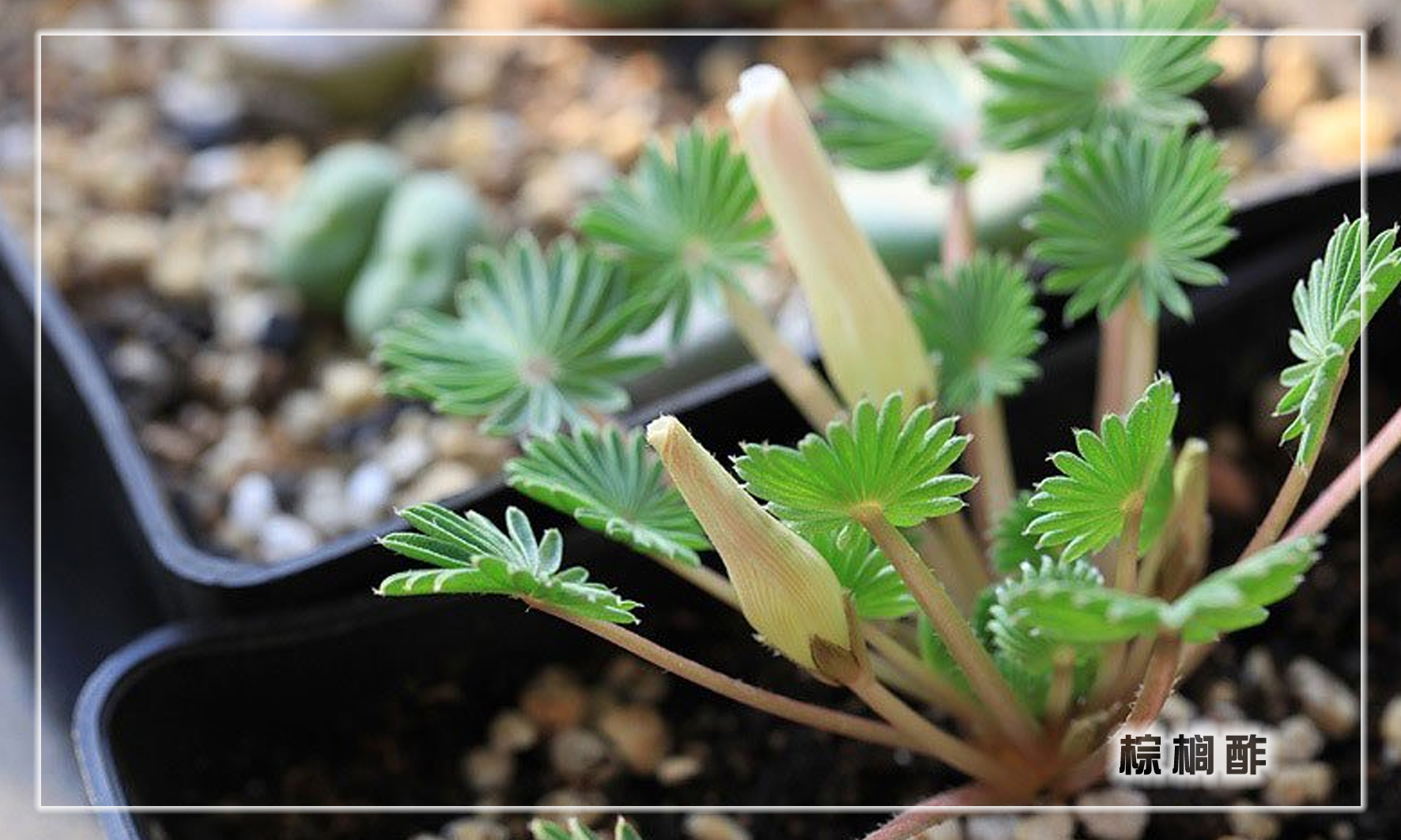 怎样养多肉植物才能长得好,如何才能养好多肉植物