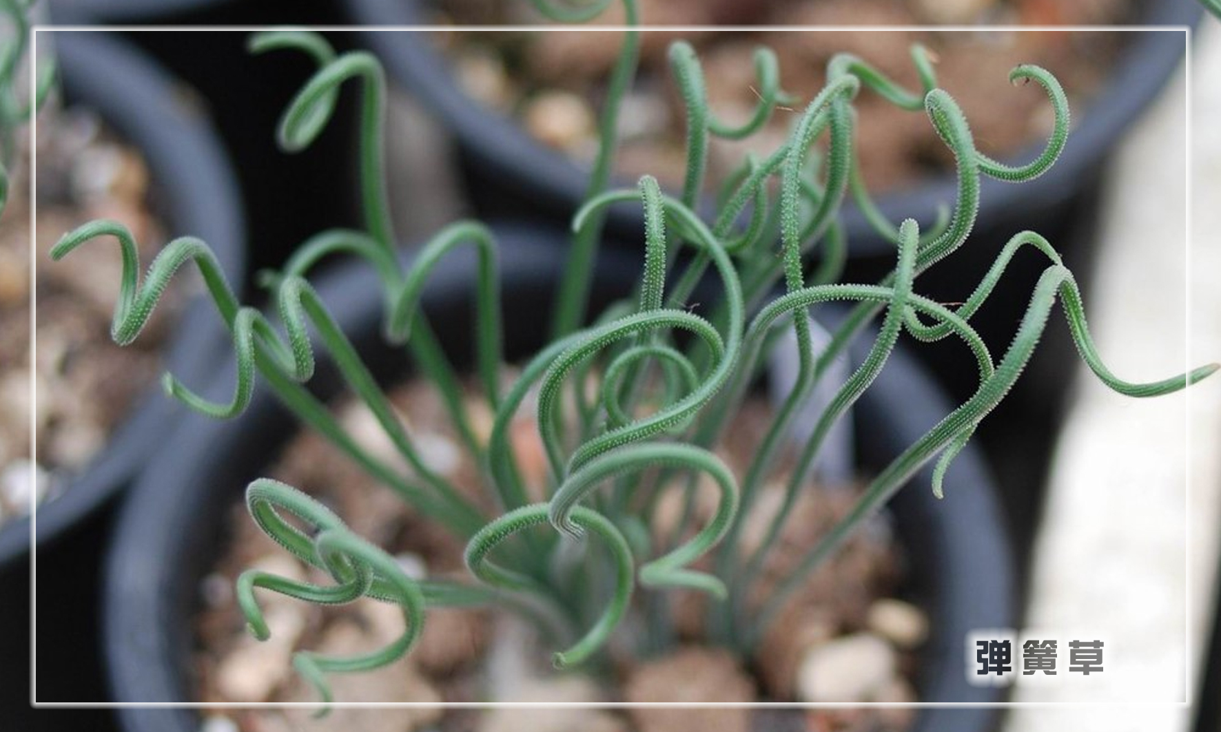 怎样养多肉植物才能长得好,如何才能养好多肉植物