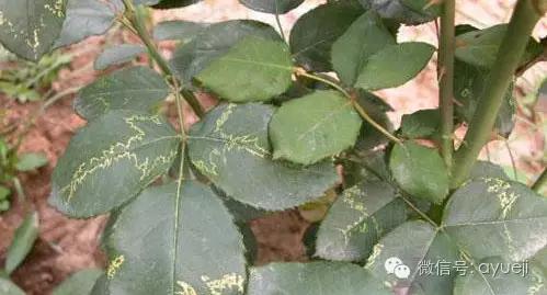 怎样防治月季虫害和病害,月季病害及防治药品清单