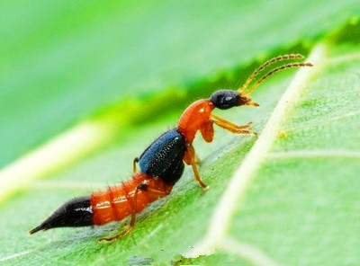 这种小虫子有这么厉害？还能要死人？