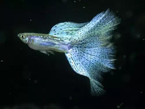 孔雀鱼怎样预防疾病,孔雀鱼常见疾病及解决方法