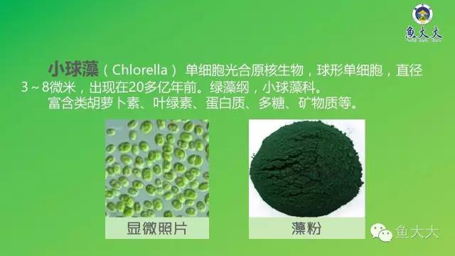 如何区分螺旋藻片和小球藻片,螺旋藻与小球藻营养价值区别