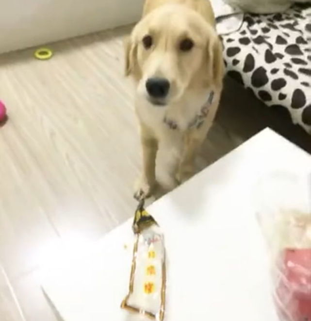 金毛把鸡爪藏在嘴里了,金毛把动物藏在嘴里