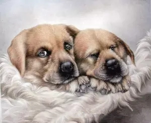 狗狗死亡率排行榜,狗狗最常见的十大疾病