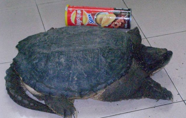 20斤大鳄龟要养多久,20斤超大鳄龟