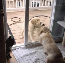 狗狗的爪爪可以护理吗,狗狗小肉垫可以抹点什么