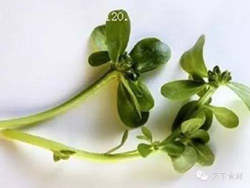 抗生素还是天然的好，你知道的有哪些？