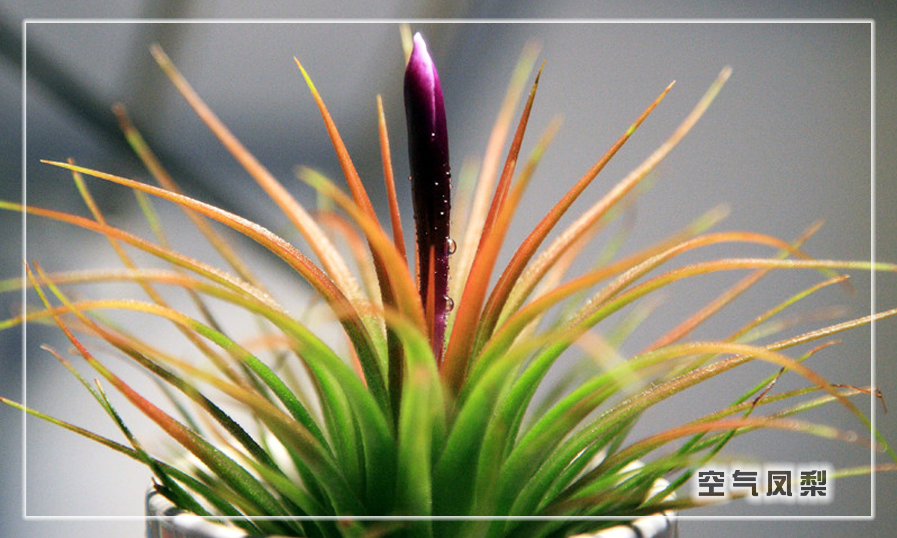 怎样养多肉植物才能长得好,如何才能养好多肉植物