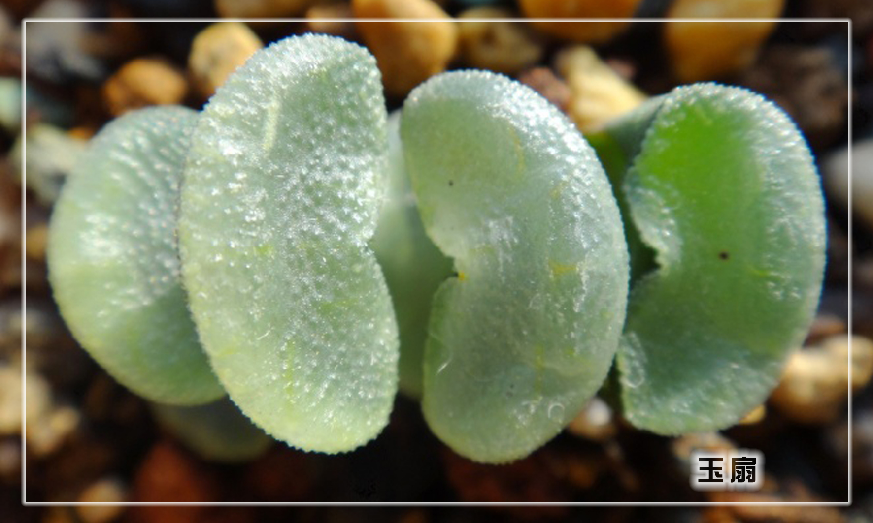 怎样养多肉植物才能长得好,如何才能养好多肉植物