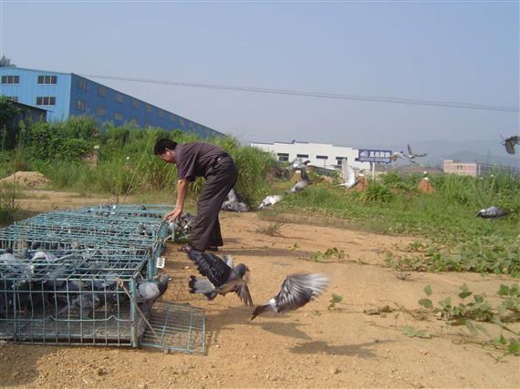 幼鸽一大一小怎么调养,圆环幼鸽怎么调养