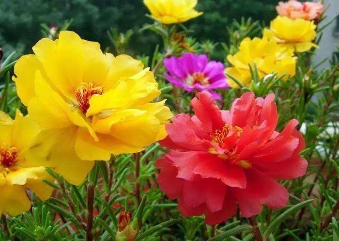 常见草本植物图片大全,十种罕见又美丽的植物图片