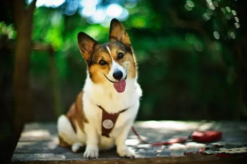 狗狗死亡率排行榜,狗狗最常见的十大疾病