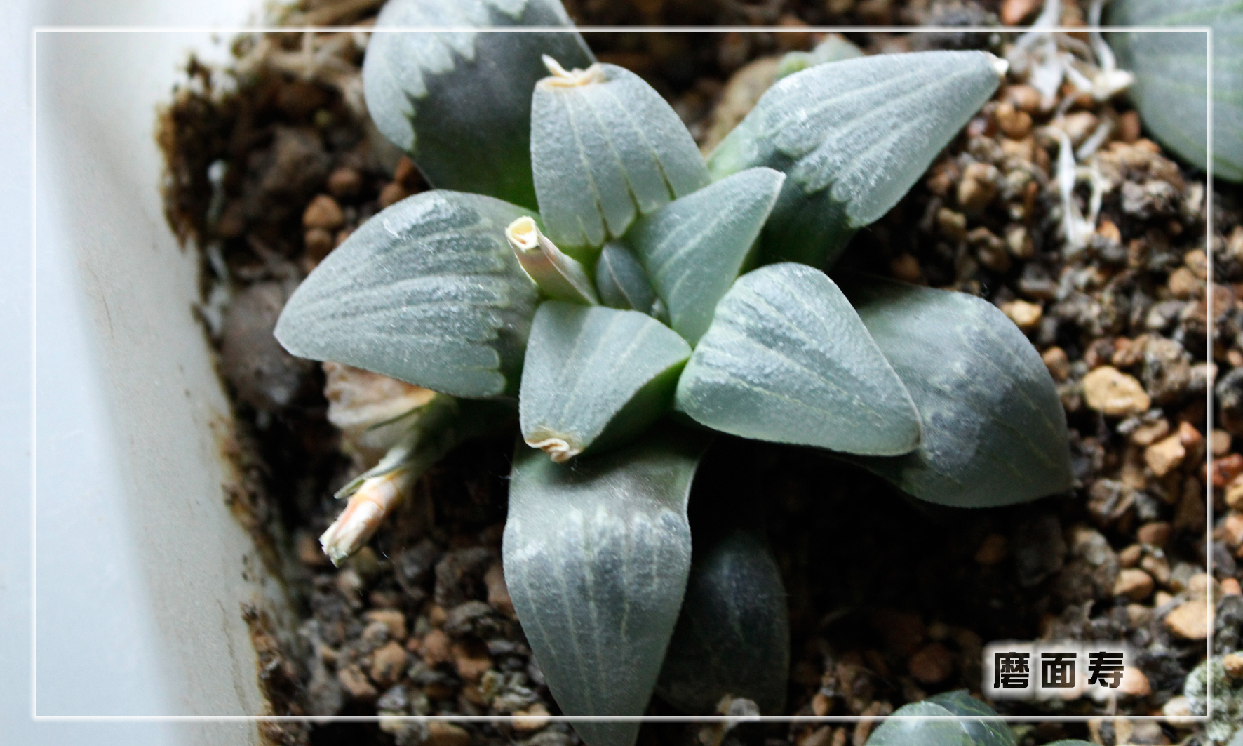 怎样养多肉植物才能长得好,如何才能养好多肉植物