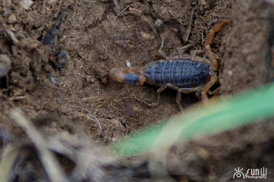 国家保护动物昆虫有哪些,十大保护动物昆虫