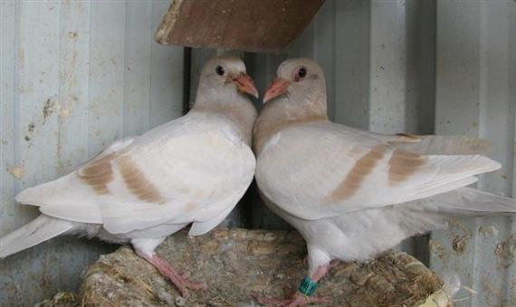 幼鸽一大一小怎么调养,圆环幼鸽怎么调养