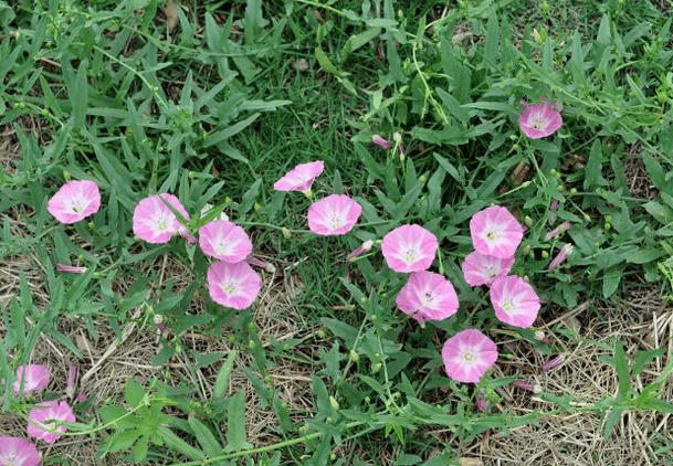常见草本植物图片大全,十种罕见又美丽的植物图片