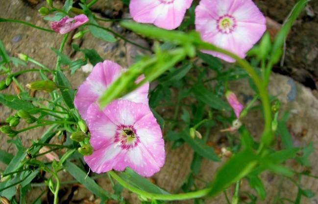 常见草本植物图片大全,十种罕见又美丽的植物图片