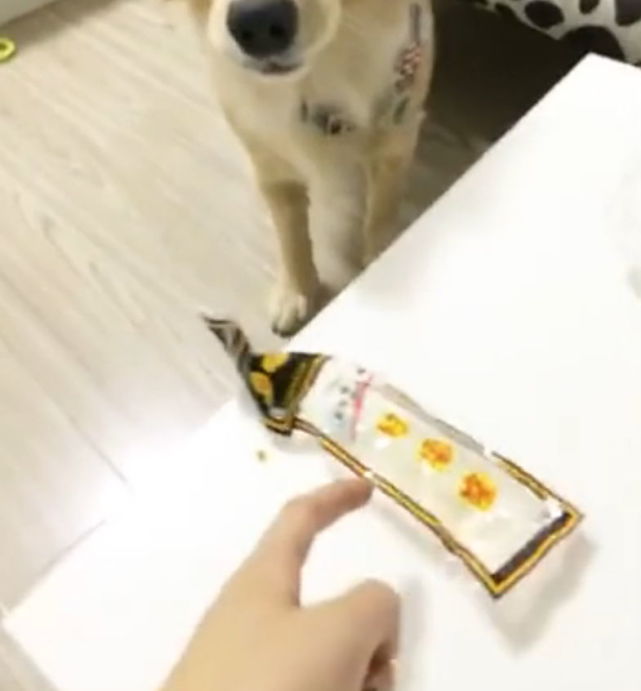 金毛把鸡爪藏在嘴里了,金毛把动物藏在嘴里