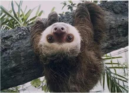 究竟谁才是懒萌界的真正网红？