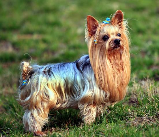 狗狗身上为什么会秃一块,狗狗身上为什么会紫一片