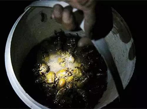 徐州某集市卖“姐喽龟”的，这场面你见过吗？