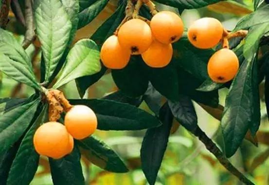 吃完这100种美食、看过这100种风景，可能再也离不开太仓！