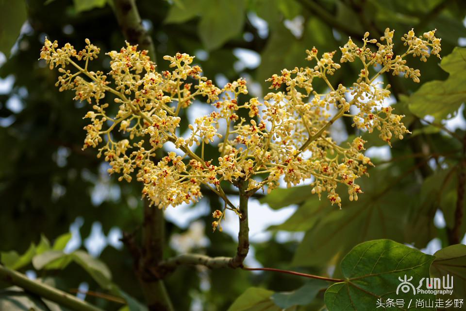 梧桐树真的能招来凤凰吗,梧桐树真的能引来凤凰吗