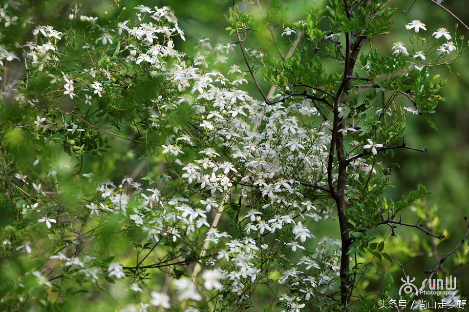 开满山野的它有“藤本花卉皇后”之称，可治虫蛇咬伤！