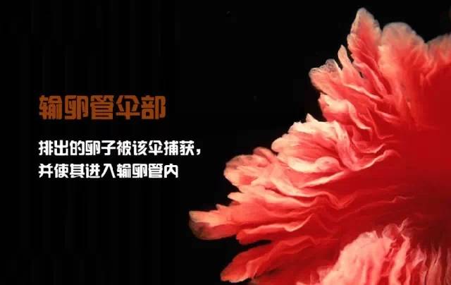 造人计划之前必须要做的几件事,造人是个很辛苦的事情