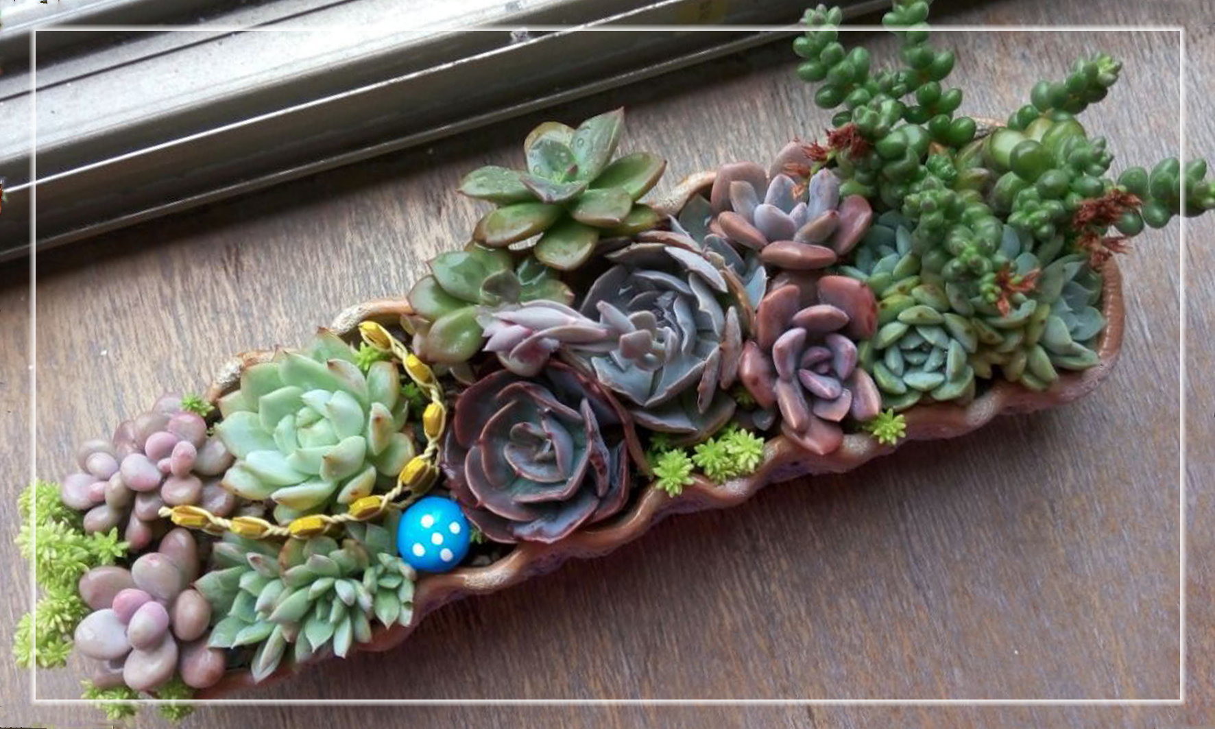 怎样养多肉植物才能长得好,如何才能养好多肉植物