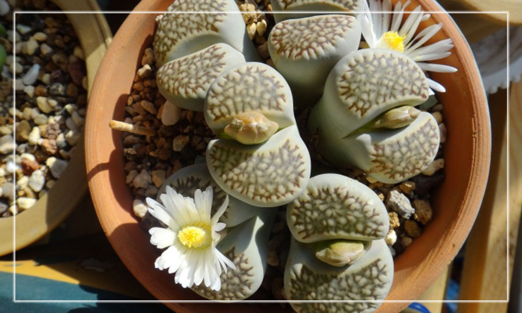 怎样养多肉植物才能长得好,如何才能养好多肉植物