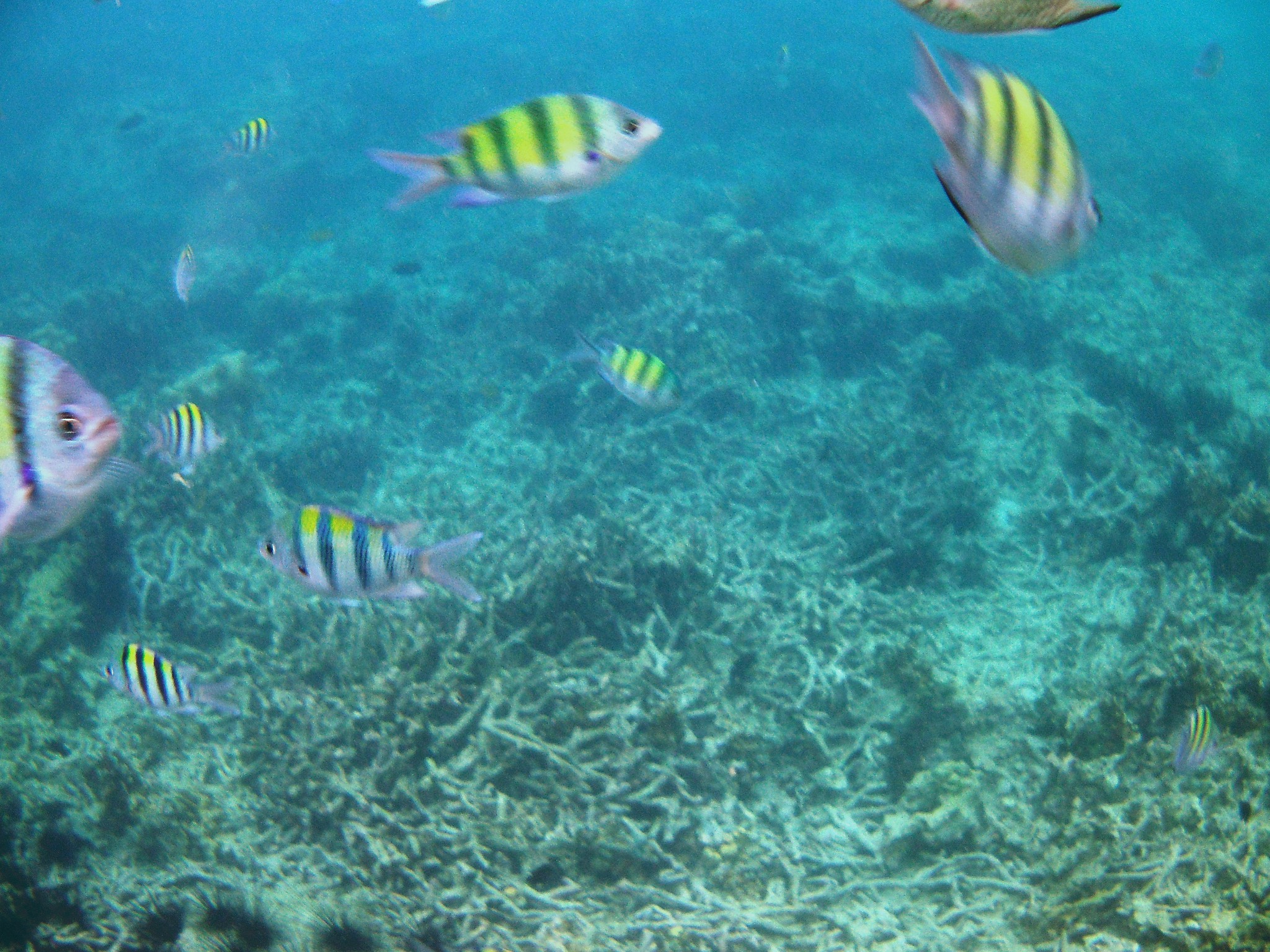 清凉一夏给你5个必去宿雾的理由,清凉一夏不需要太多理由