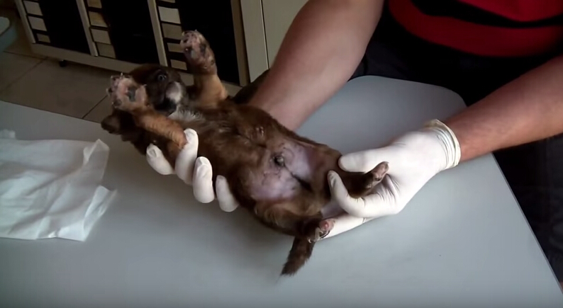 狗狗刚出生就被咬死,狗狗刚出生被轧死