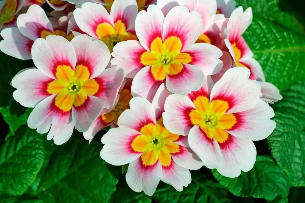 常见草本植物图片大全,十种罕见又美丽的植物图片