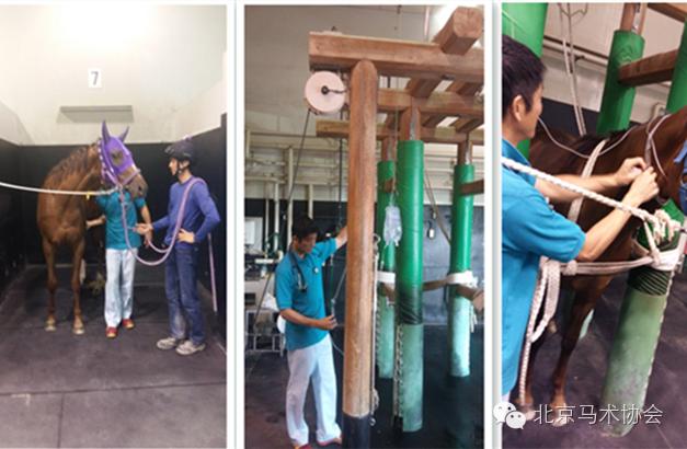 日本赛马会,日本中央赛马