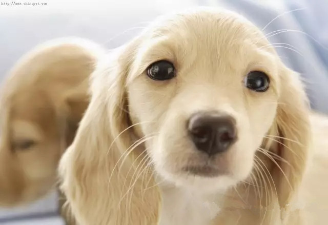 狗狗死亡率排行榜,狗狗最常见的十大疾病